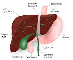 We did not find results for: Signs And Symptoms Of Bile Duct Cancer