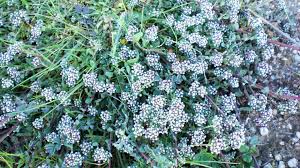 Image result for Corrigiola