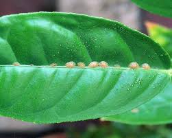 Image result for puklice na pokojových rostlinách obrázek