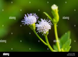 Image result for Adenostemma mauritianum