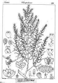 Image result for Suaeda monoica