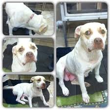 Christiana Willis The Animal Hospital Employee Who Found Her Immediately Was Appalled By The State The Dog Was In And Took To Craigslist To Let Whatever Monst Losing A Dog Pitbulls