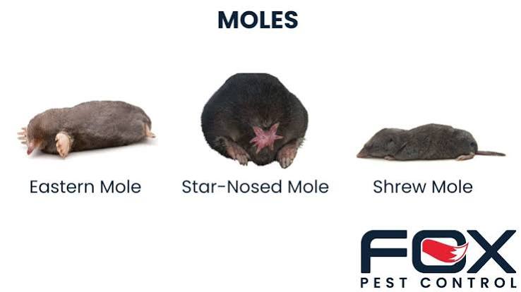 Moles: Facts, Information, and Treatment