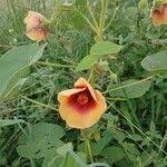 Image result for Abutilon hirtum