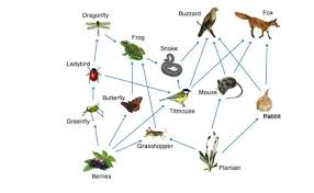 For example, phytoplankton can be grouped as primary producers in an aquatic ~. Food Web Explained With Examples