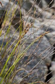 Image result for Schoenus