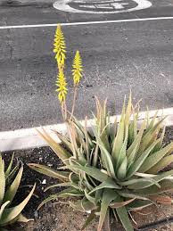 Do aloe vera plants flower. Aloe Vera Care Guide All You Need To Know