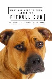 The black mouth cur dog is a breed of hunting and cattle dog. Black Mouth Cur Pitbull Mix