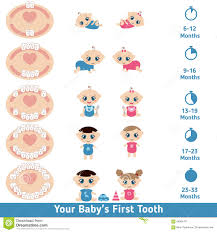 Baby Teething Chart Stock Vector Illustration Of Care