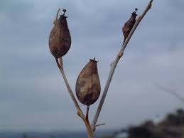 Image result for Montinia