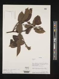 Image result for Rubus chapmanianus