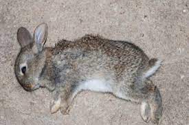 How Do You Dispose Of A Dead Pet Rabbit Rabbit Care Tips