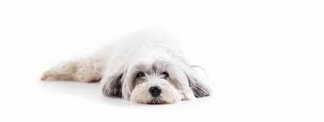 Dierenfotografie Dierenfotografie Witte Honden Hondenspullen