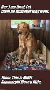 Mums Get Tired Often In 2020 Dogs Care Puppies