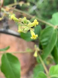 Image result for Cleome schimperi