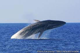 A Whale A Whale Och She S No Good To You At All He Said Relaxing A Fin Whale Post Captain Chapter 5 The Fi Fin Whale Whale Baleen Whales
