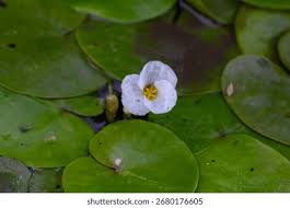 Image result for Hydrocharitaceae