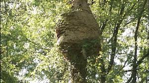 Upload here ∧ jump back to top ∧. Hornet S Nest The Size Of A Volkswagen Cnn Video
