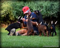 The price of a doberman can range widely and some people may not understand why the difference in pricing. Doberman Puppies For Sale Unique Dobermans Puppies For Sale