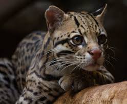 Most big cats are members of the genus panthera. The Six Wildcats Of North America Owlcation Education