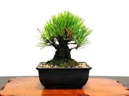 Maybe you would like to learn more about one of these? Bonsai Pinus Thunbergii Nisikimatsu Japanese Black Pine Nishikimatsu Kuromatsu Small Size Bonsai Online Shopping Site Of Bonsai Treesfrom Japan