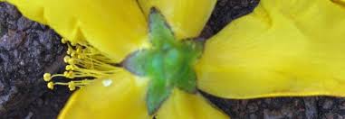 Image result for Hypericum roeperianum