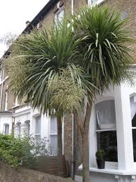 Image result for Cordyline australis