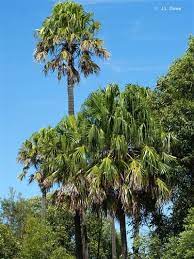 Recommended Palm Tree Species For Southern California Palm Trees Landscaping Trees To Plant Garden Plants Design