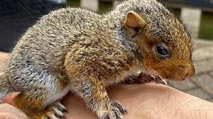 Baby Squirrel Abandoned On Cambridge Patio Bonds With Carer Bbc News
