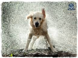 We did not find results for: Notes From The Grooming Table Archives Paragon School Of Pet Grooming