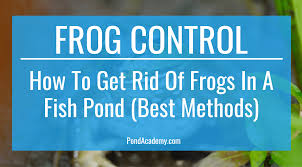 If your yard or garden is perfect for frogs, it doesn't matter how hard you try to chase them away — they won't be able to resist returning. How To Get Rid Of Frogs In A Fish Pond Best Methods