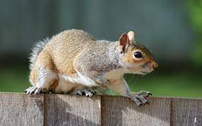 Squirrels are primarily herbivores, so they usually feast on bark, nuts, fruits, vegetation, and fungi. Squirrels How To Get Rid Of Squirrels In The Home Garden The Old Farmer S Almanac