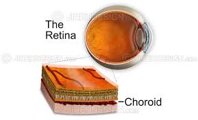 Image result for Choroid
