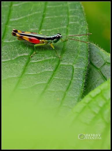 Una nueva especie de saltamontes ha sido descubierta en Ecuador, ampliando el conocimiento sobre el género Pseudoutanacris y su distribución geográfica.
