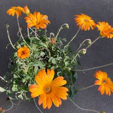 Image result for Arctotis