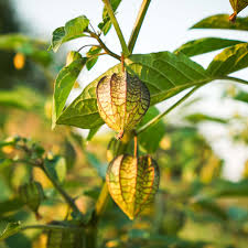 Image result for Physalis angulata