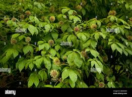 Image result for Eleutherococcus