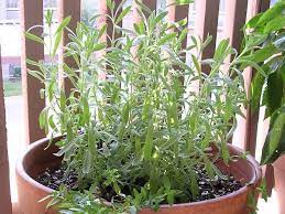A good idea is to make a composition with herbes de provence. English Lavender No Flowers Lavandula Augustifolia Plants Lavandula English Lavender