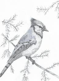 See more ideas about pencil drawings, drawings, animal drawings. Blue Jay By Debijeen Pencils Bird Drawings Bird Pencil Drawing Pencil Art Drawings