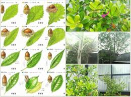 どんぐりの木に花が咲きましたが 日本ミツバチは花粉集めますかね ミツバチq A