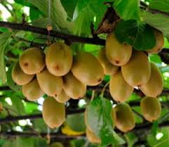 Ragam jenis tanaman buah yang. 11 Jenis Tanaman Buah Merambat