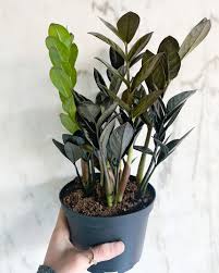 Image result for Rhigozum zambesiacum