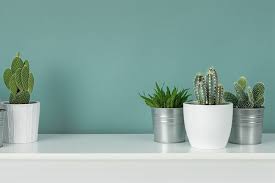 El ser humano es muy curioso por naturaleza y es probable que ante una mala experiencia no se vuelva a reincidir, pero es. Donde Colocar Los Cactus Segun El Feng Shui Beledi Muebles