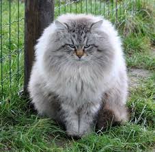 Hypoallergenic Siberian Cats Siberian Cat Breed Siberiancat Siberiankittens Siberiankitties Domestic Cat Breeds Siberian Cat Siberian Forest Cat