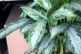 * 4″ pot, product size : Aglaonema Silver Bay Cultivar Of Chinese Evergreen Foliage Plant Stock Photo Picture And Royalty Free Image Image 63539431