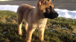 Akita German Shepherd Mix Puppies For Sale German Shepherd Mix Puppies Shepherd Mix Puppies German Shepherd