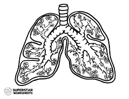Images contains a key for co. Human Lungs Worksheets Superstar Worksheets