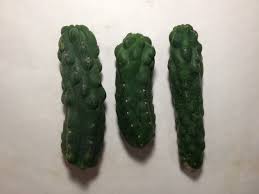 These scared cacti like other indigenous entheogens but, in addition, the san pedro cactus is a plant that can help to cleanse the body, since this alkaloid also produces in most cases vomiting and diarrhea. Trichocereus Pachanoi Monstrose World Seed Supply