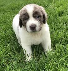 Newfoundland puppies are at belle harbour throughout the year. Newfoundland Puppy For Sale Adoption Rescue For Sale In New Paris Indiana Classified Americanlisted Com