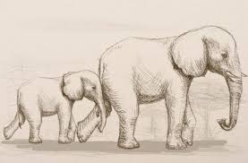 Richard symonds on twitter drawing elephants with their. 10 Realistic Elephant Drawings Step By Step Do It Before Me